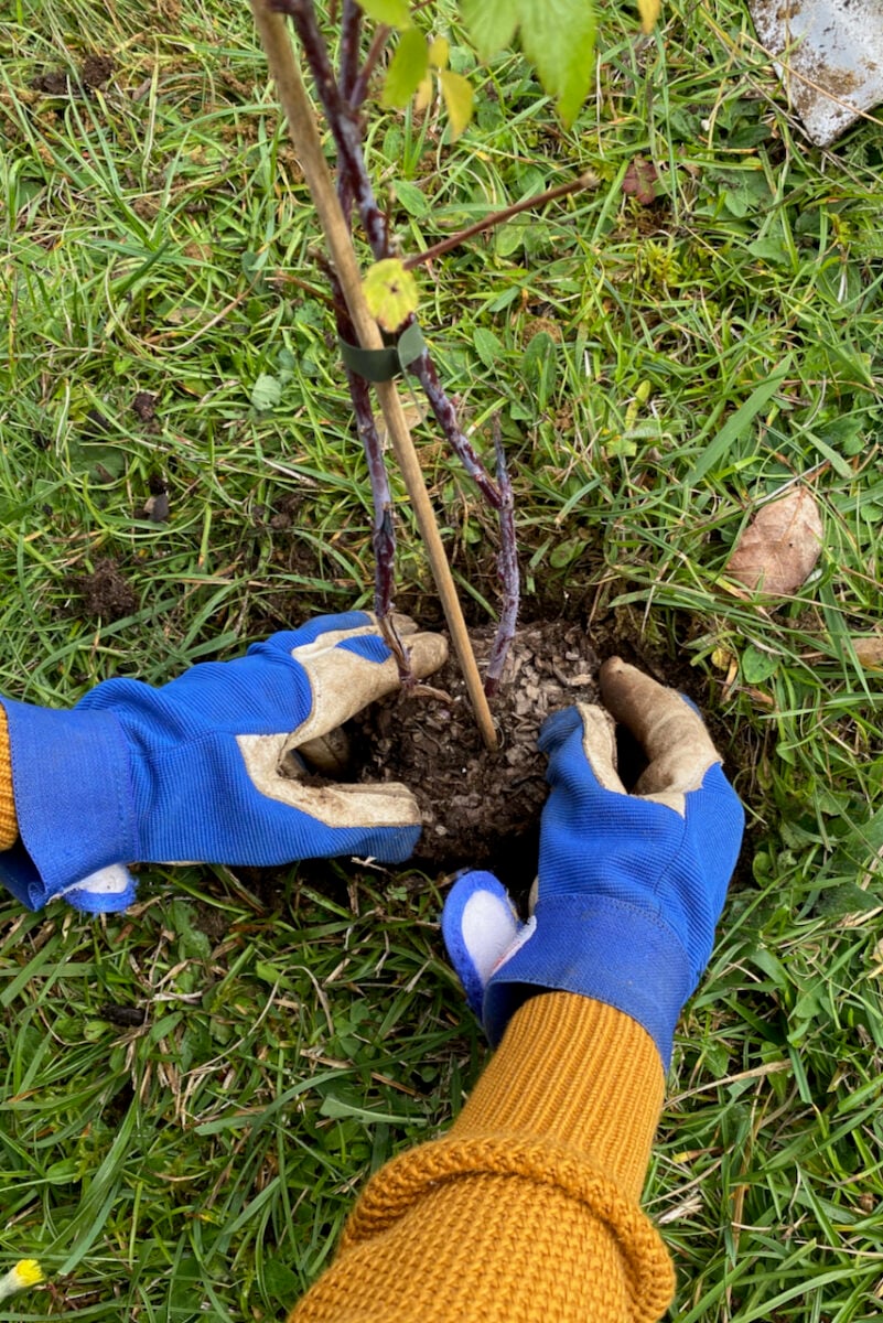 7 Steps to Plant Raspberries The Right Way - Enjoy Berries All Summer ...