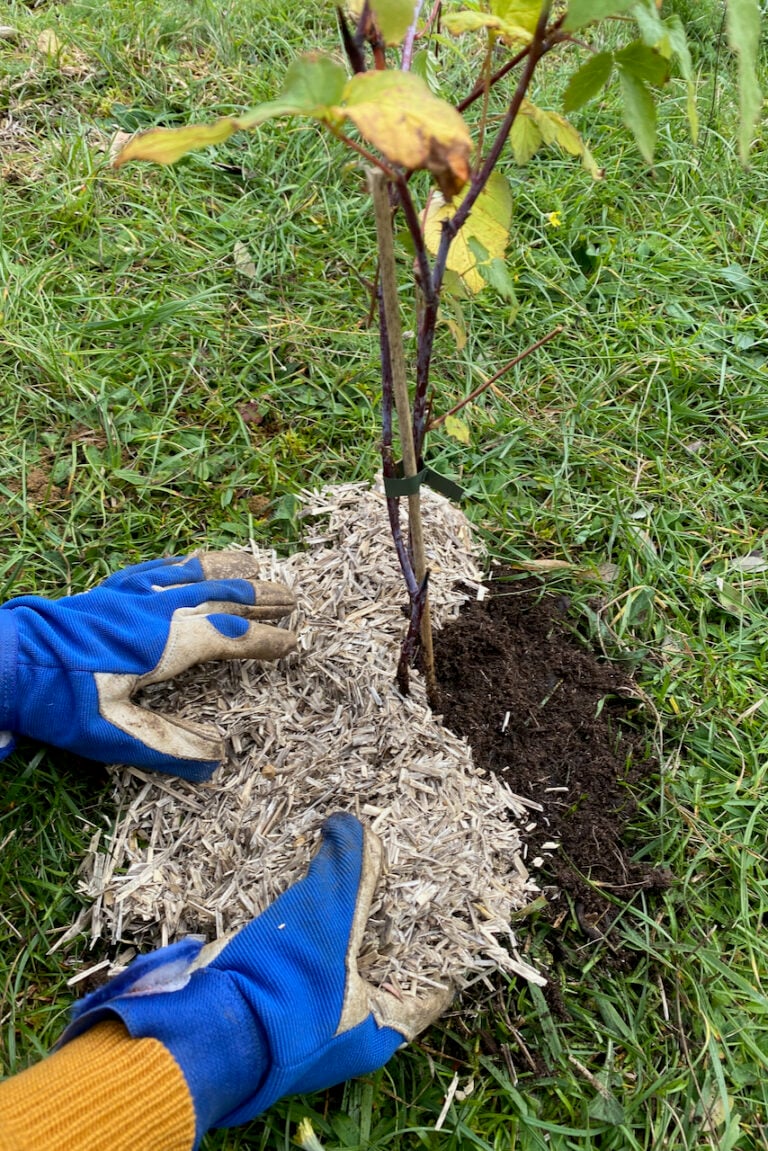 7 Steps to Plant Raspberries The Right Way - Enjoy Berries All Summer ...