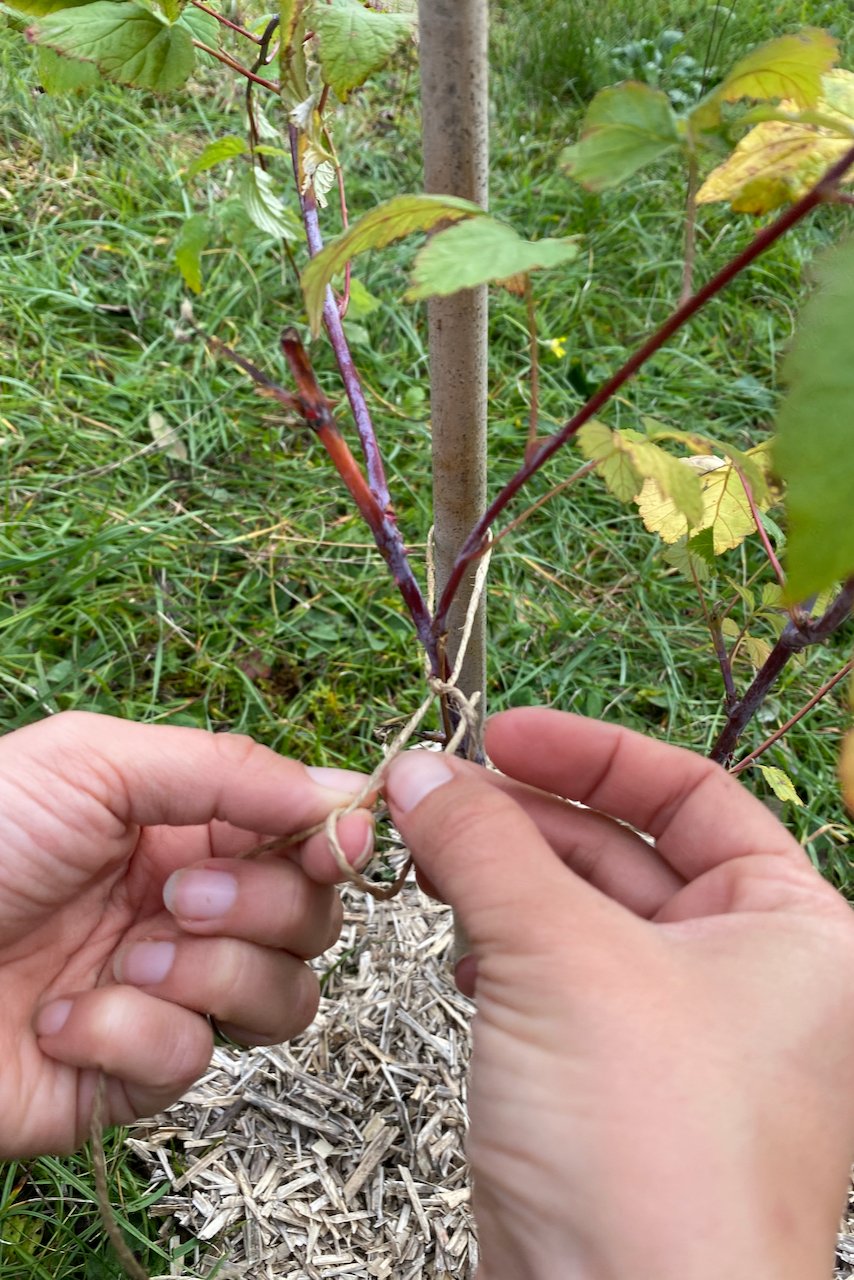 Tying newly planted raspberry cane to support