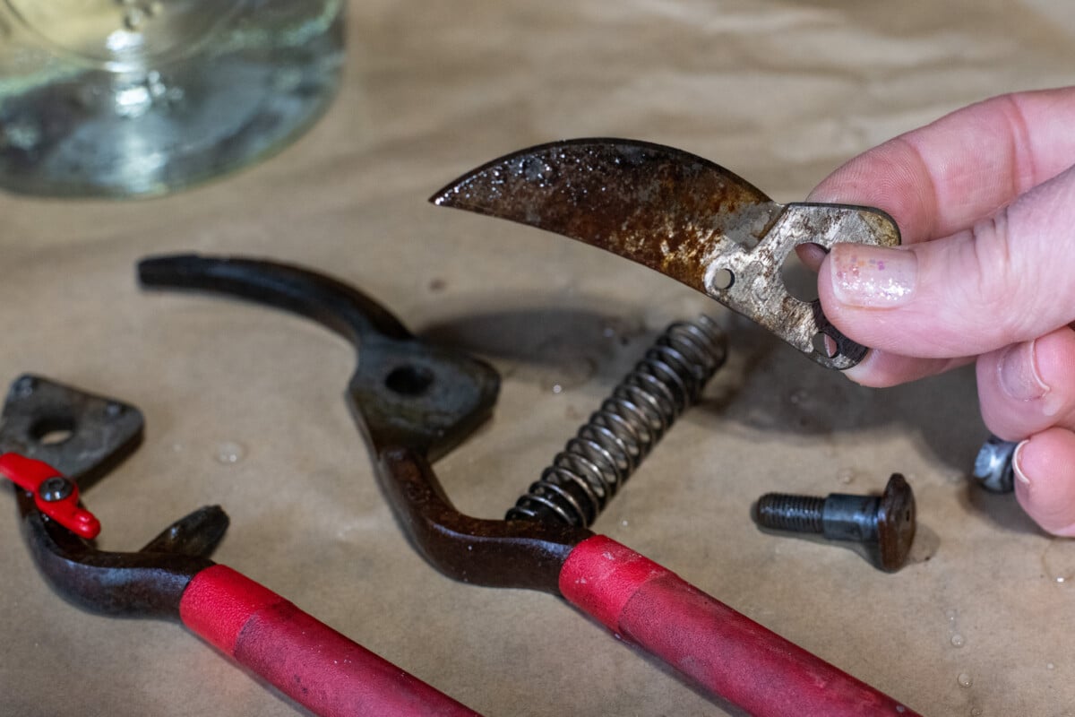 Woman's hand holding the blade of pruning shears.