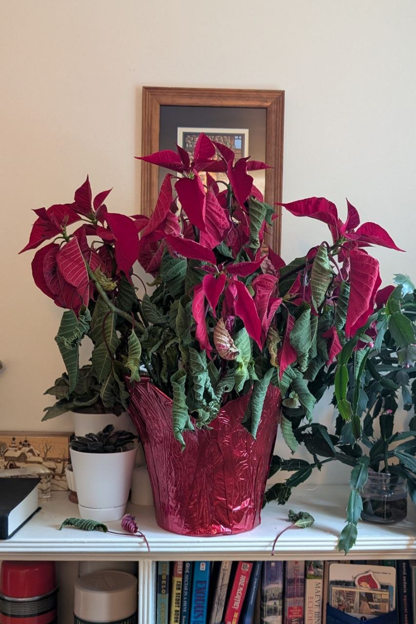 Poinsettia dropping leaves