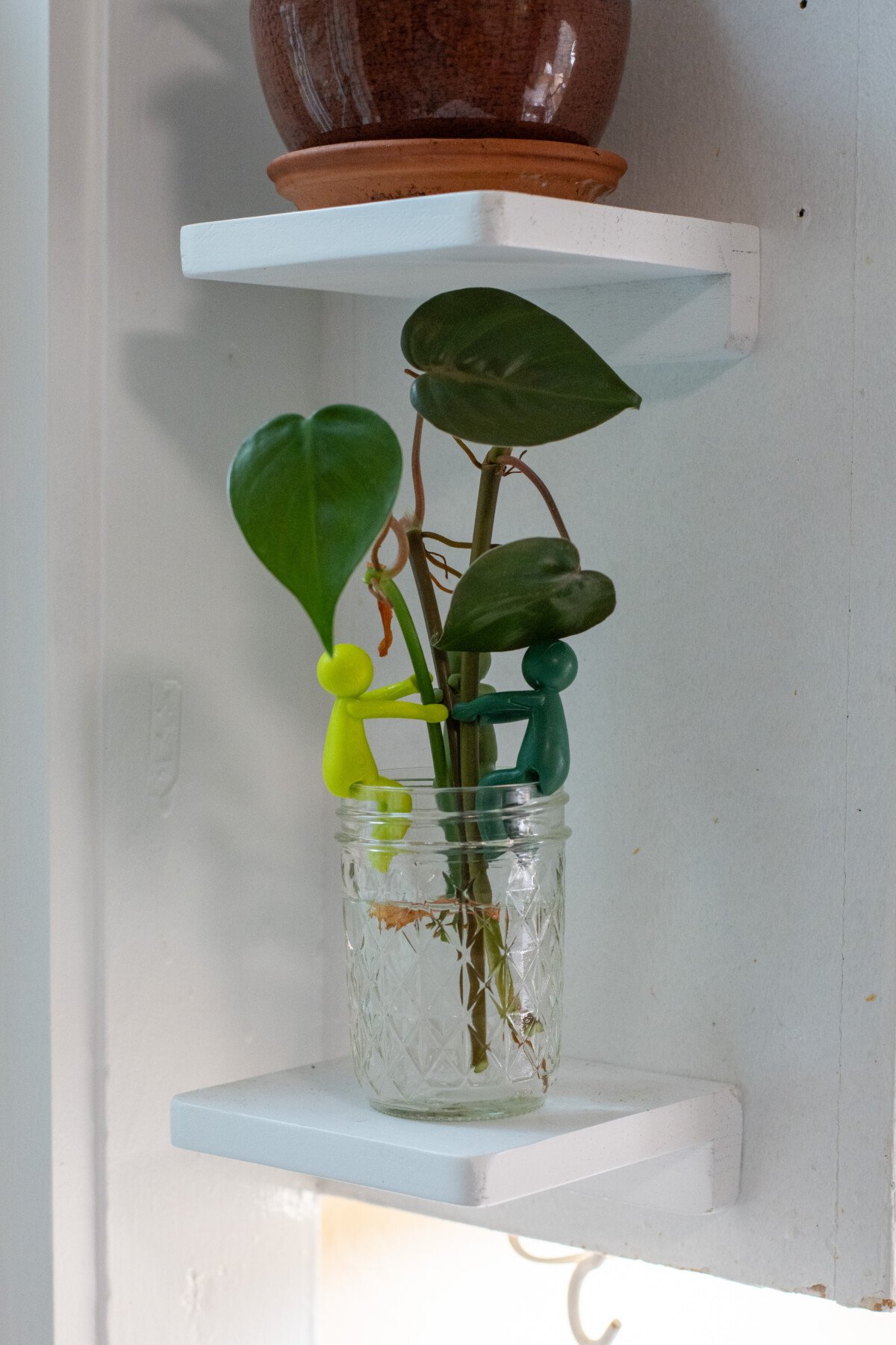 "Propagation pals" holding pothos leaves