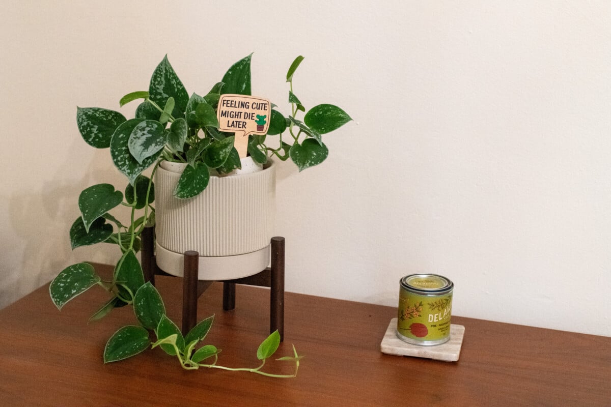 Plant with funny label