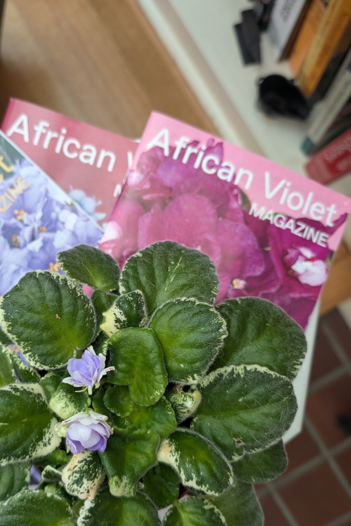 Plant sitting on top of copies of African Violet Magazine