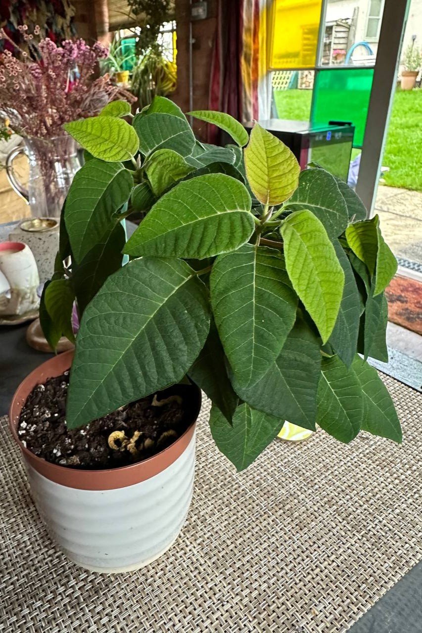 All green poinsettia in November