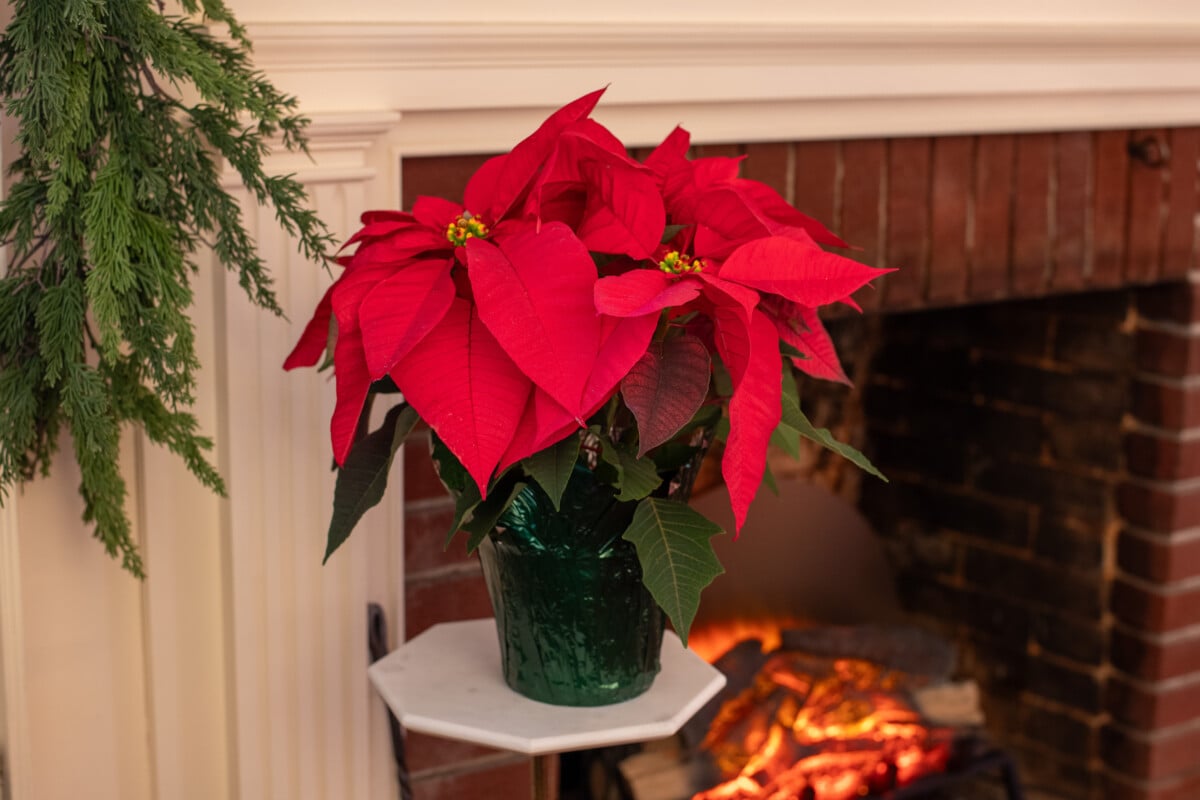 Poinsettia next to fireplace.