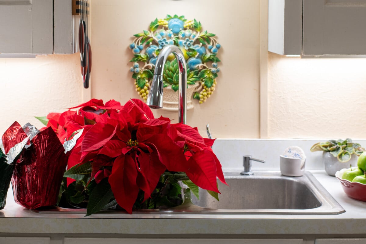 Poinsettias in kitchen sink