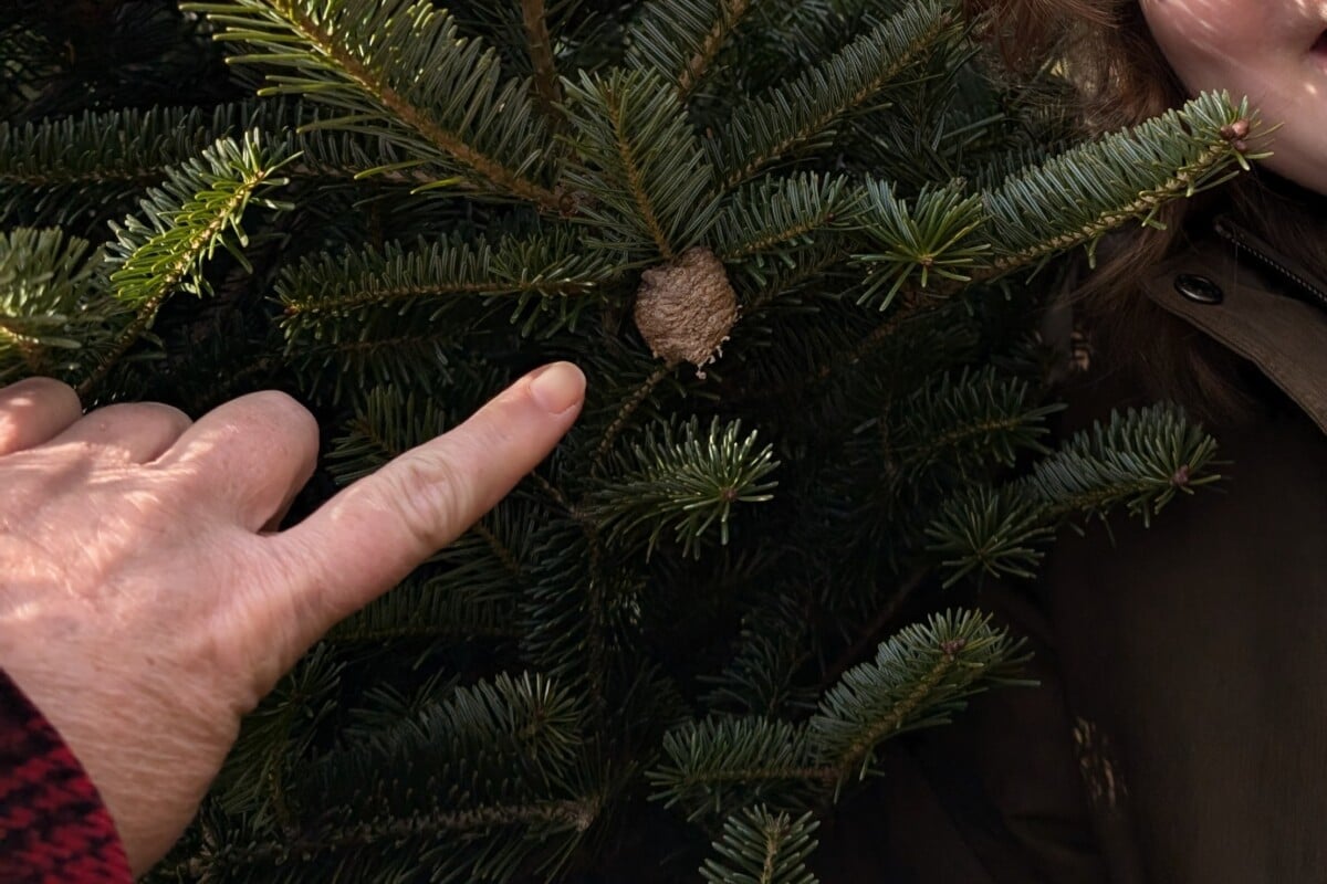 woman's hand pointing at praying mantis egg sack in tree