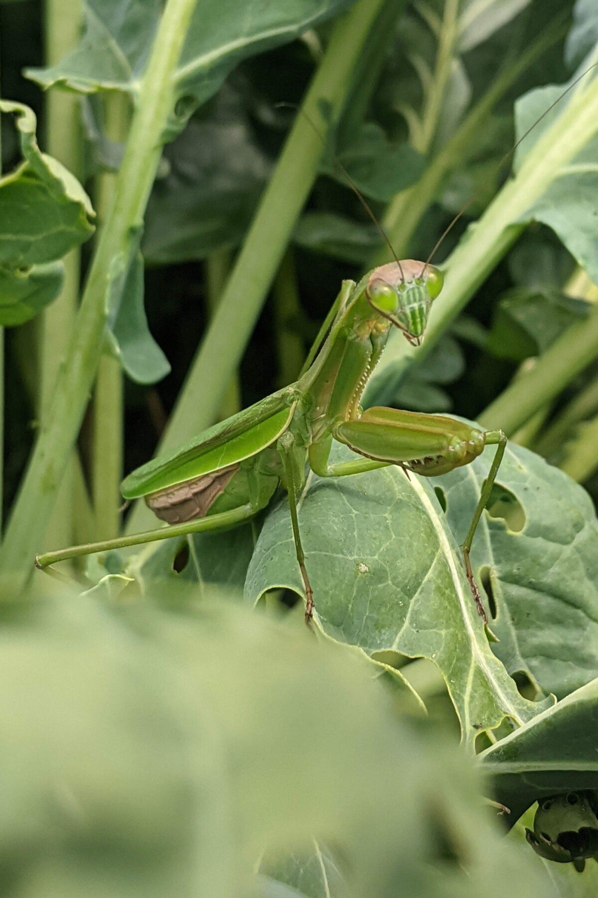 Praying mantis