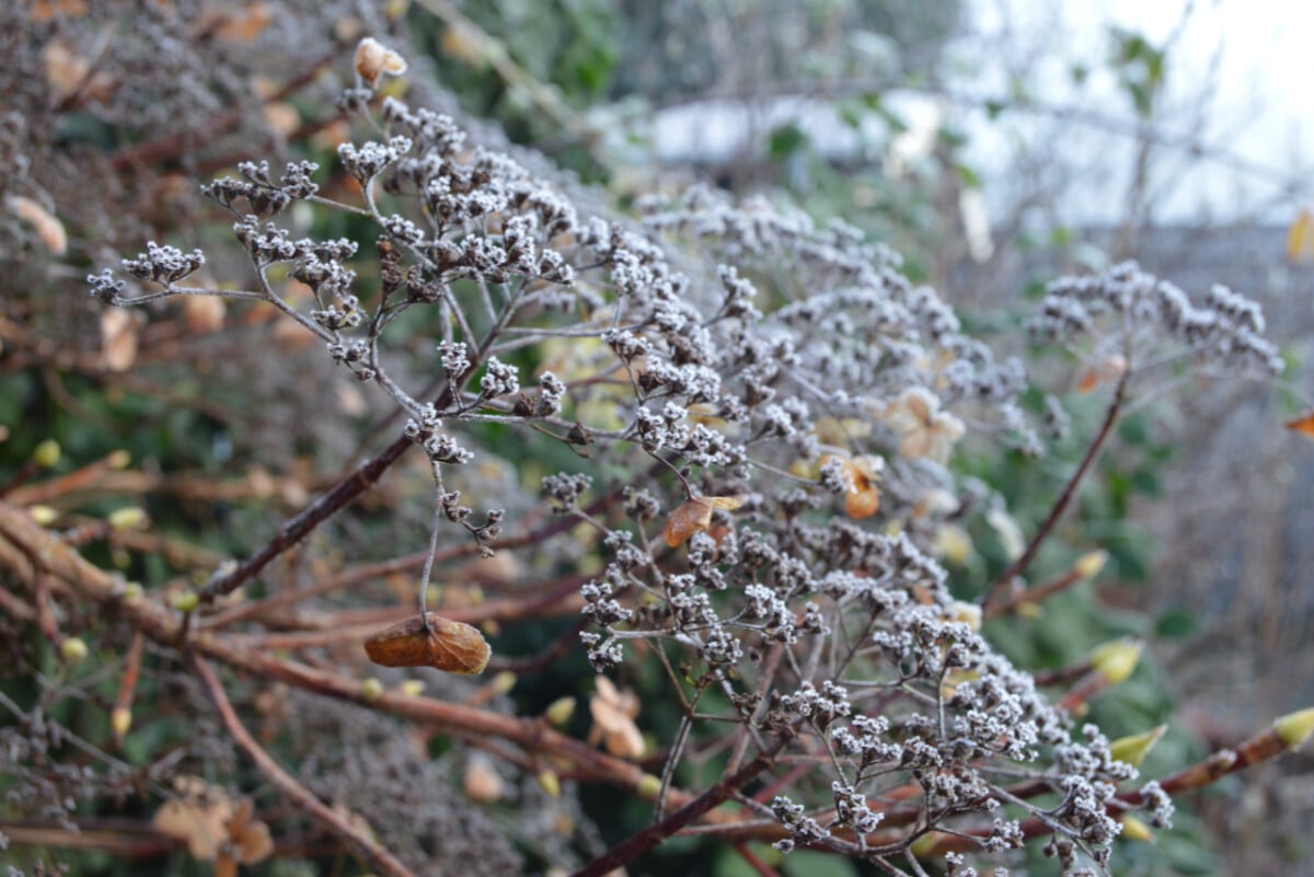 Frost covered plants