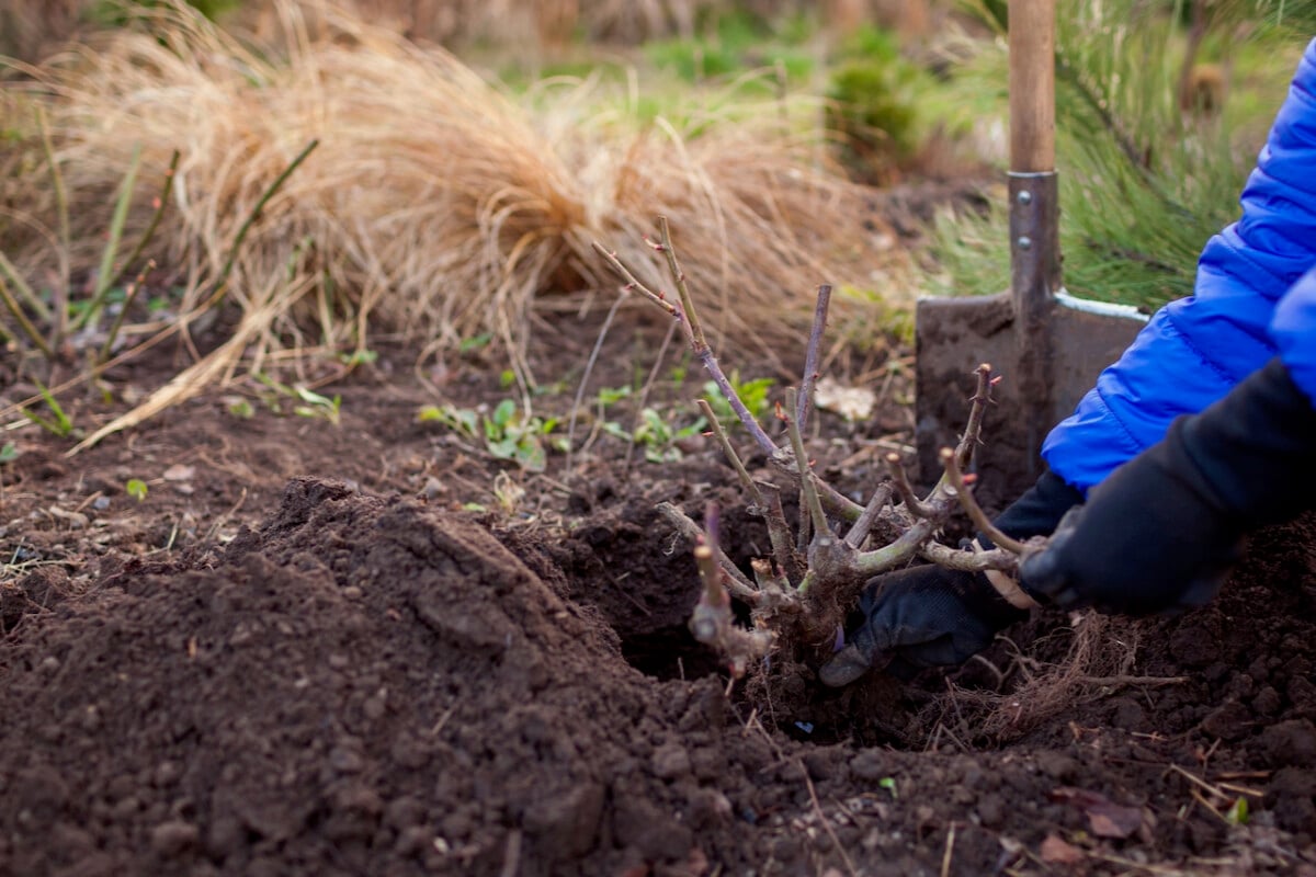 Planting a bare root rose bush.