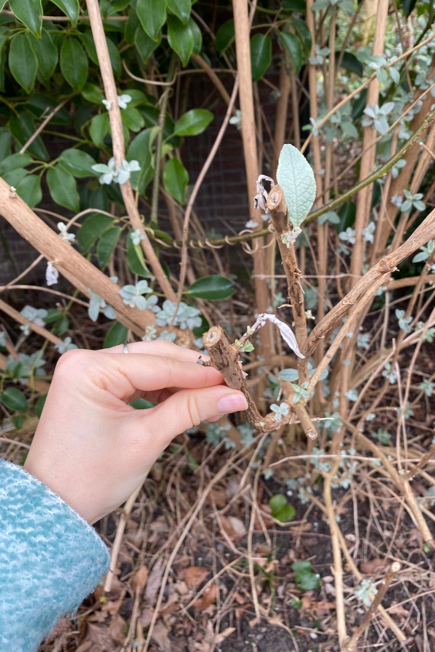 Woman's hand holding the stem of a buddleia
