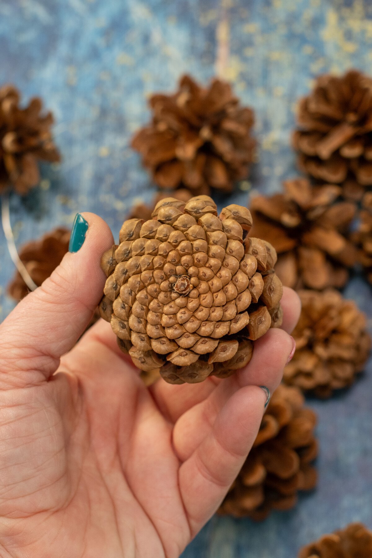 Woman's hand holding pinecone bottom up