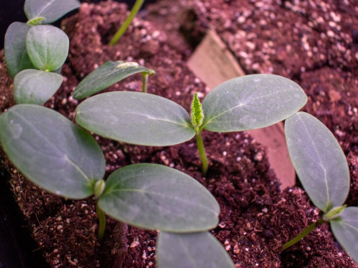A recently germinated cucumber seedling started in a seed tray indoors.