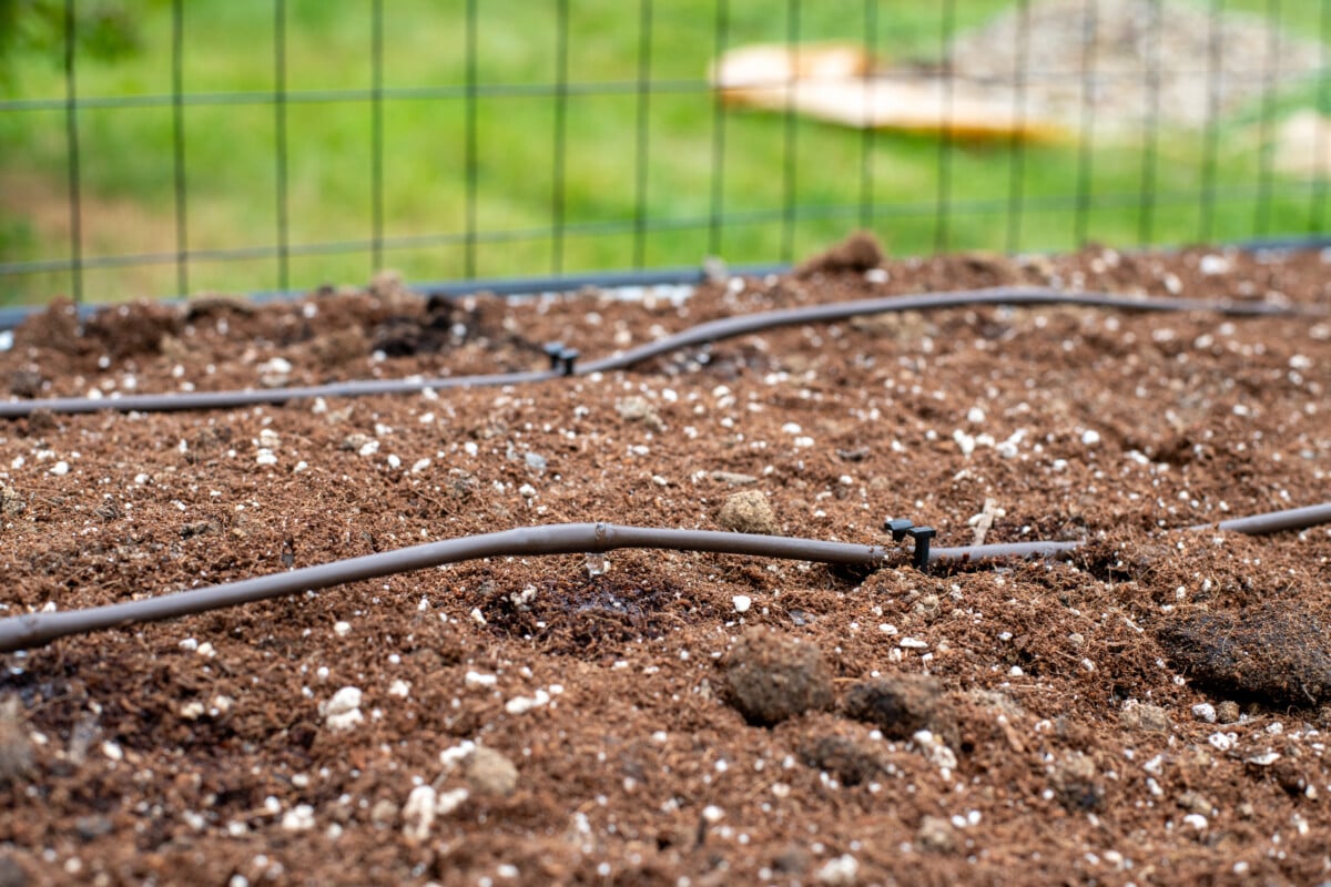 Drip irrigation line in a raised bed