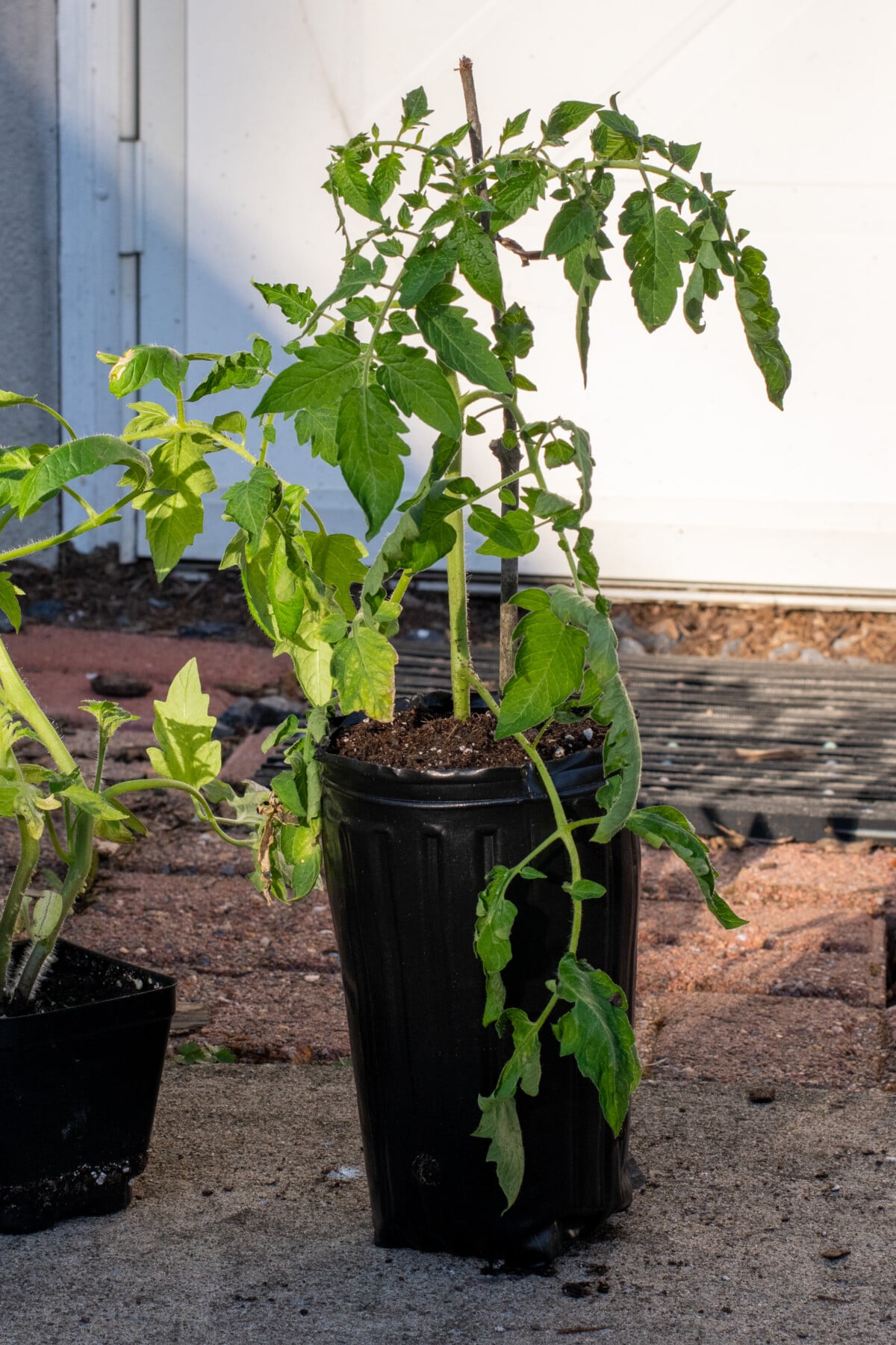 potted up tomato seedling