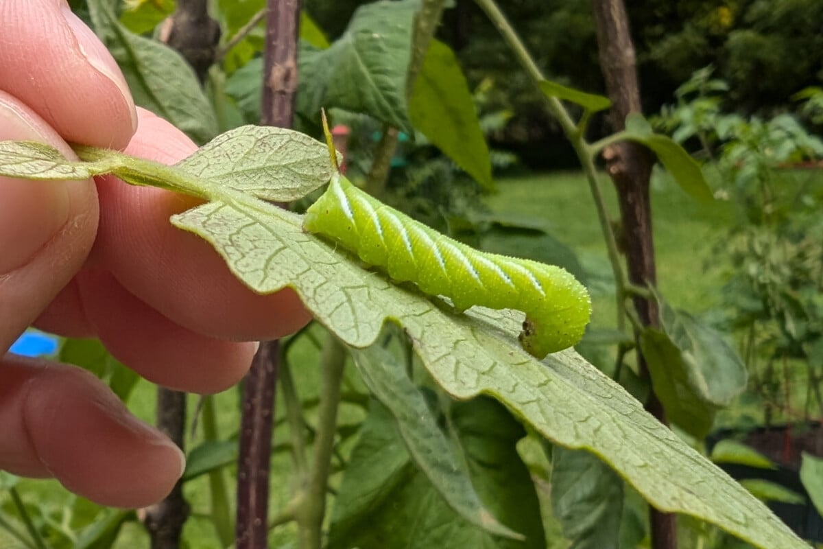 Tomato hornworm on leaf