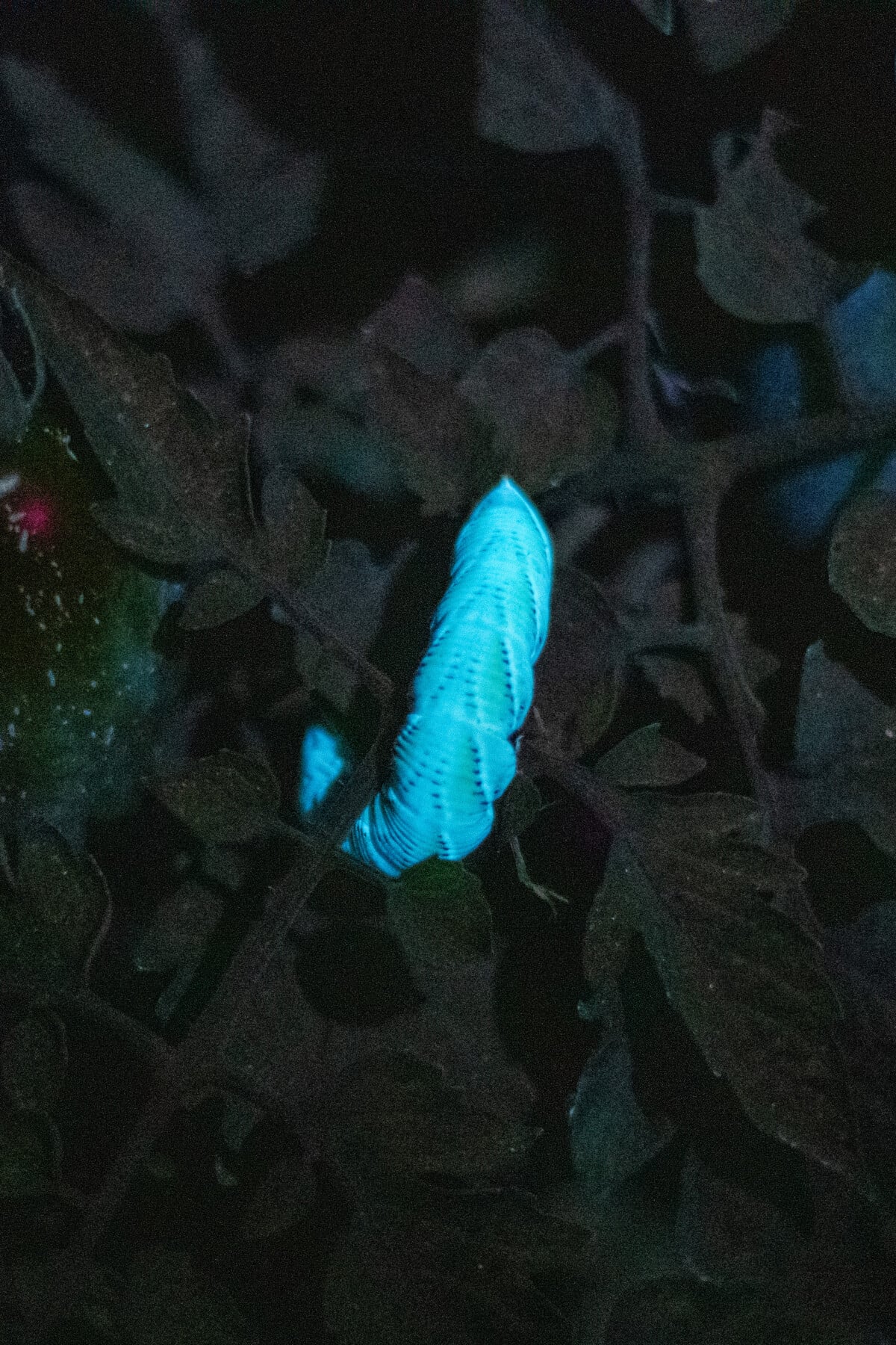 UV-lit tomato hornworm
