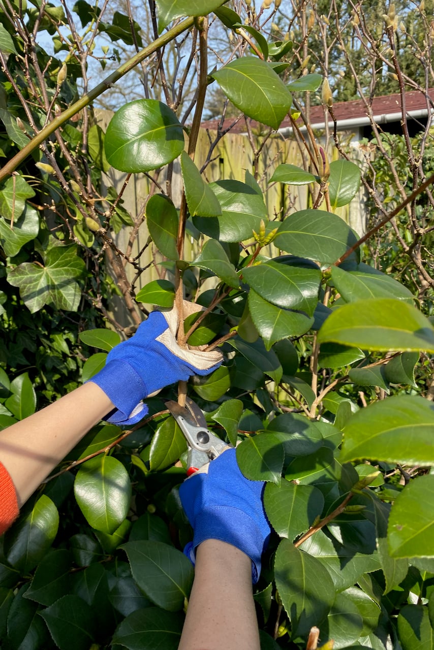 Pruning camellia