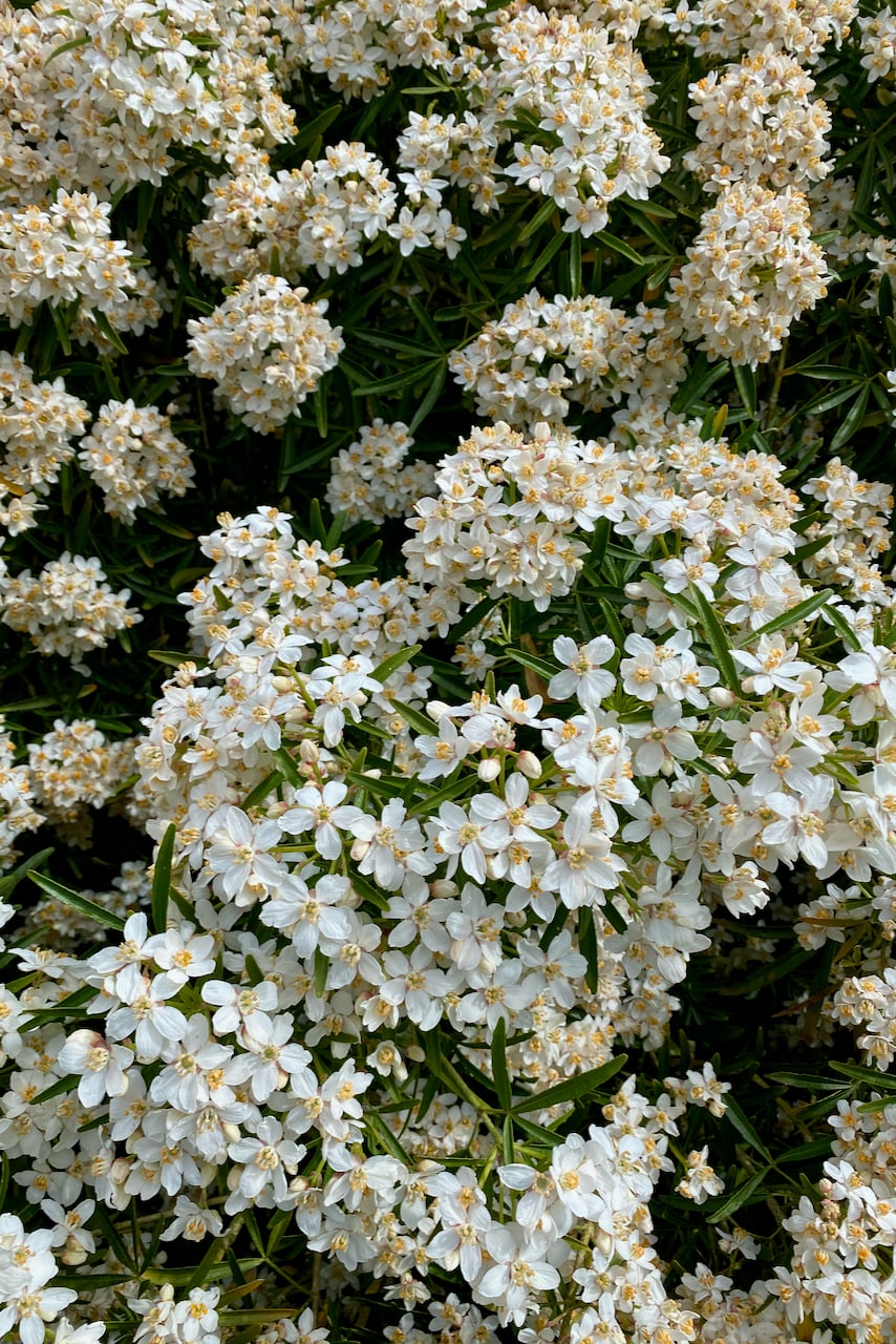 Mock orange