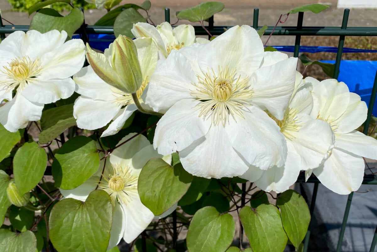 White clematis