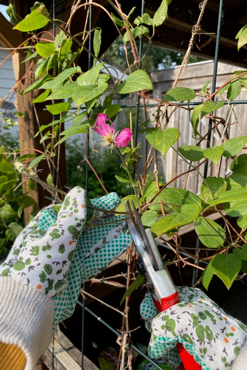 Pruning clematis
