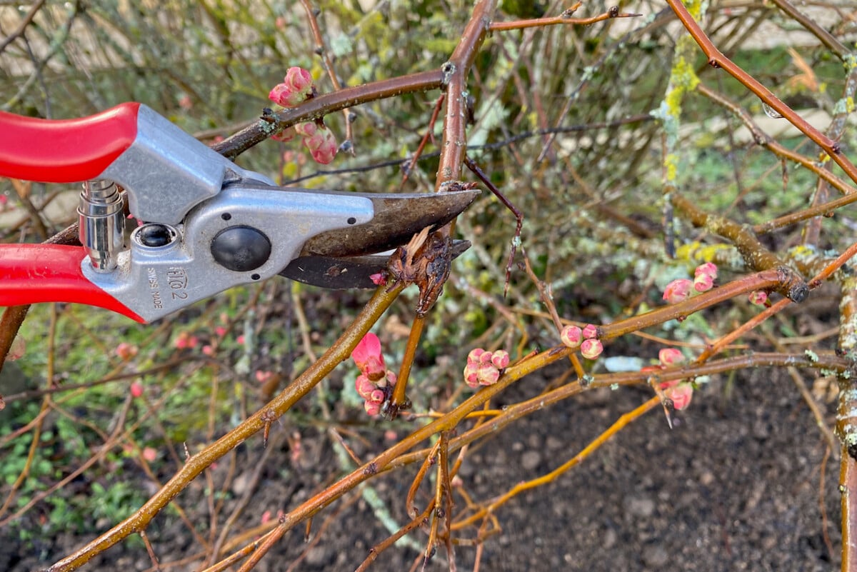 Pruning Japanese quince