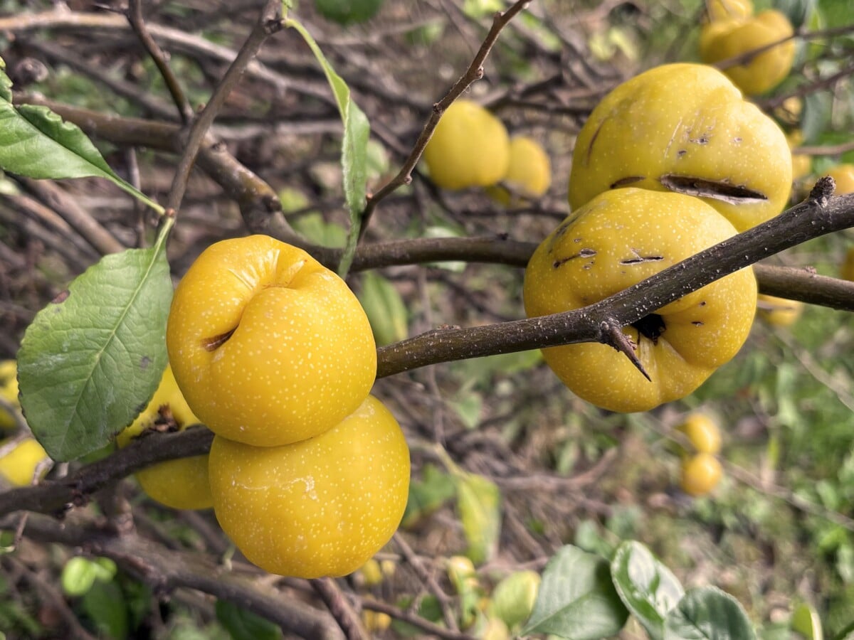 Japanese quince
