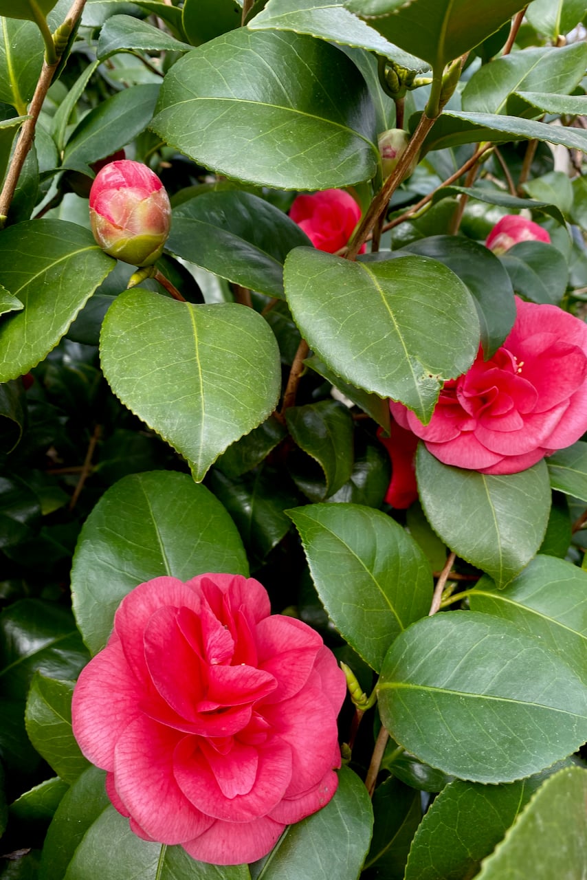 Camellia in bloom