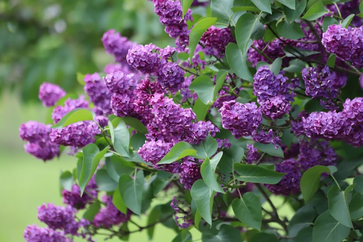 Lilac in bloom