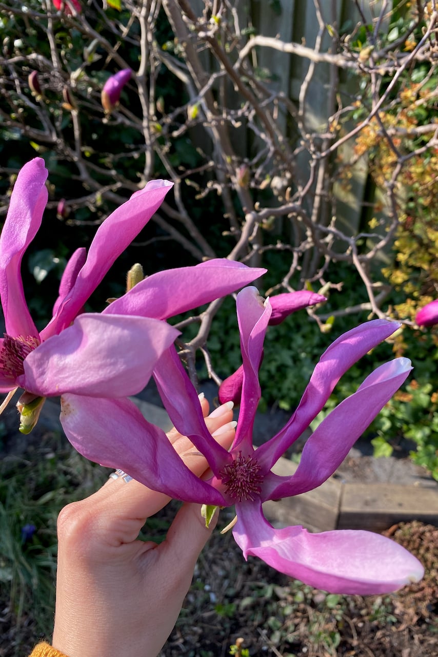 Woman's hand holding magnolia