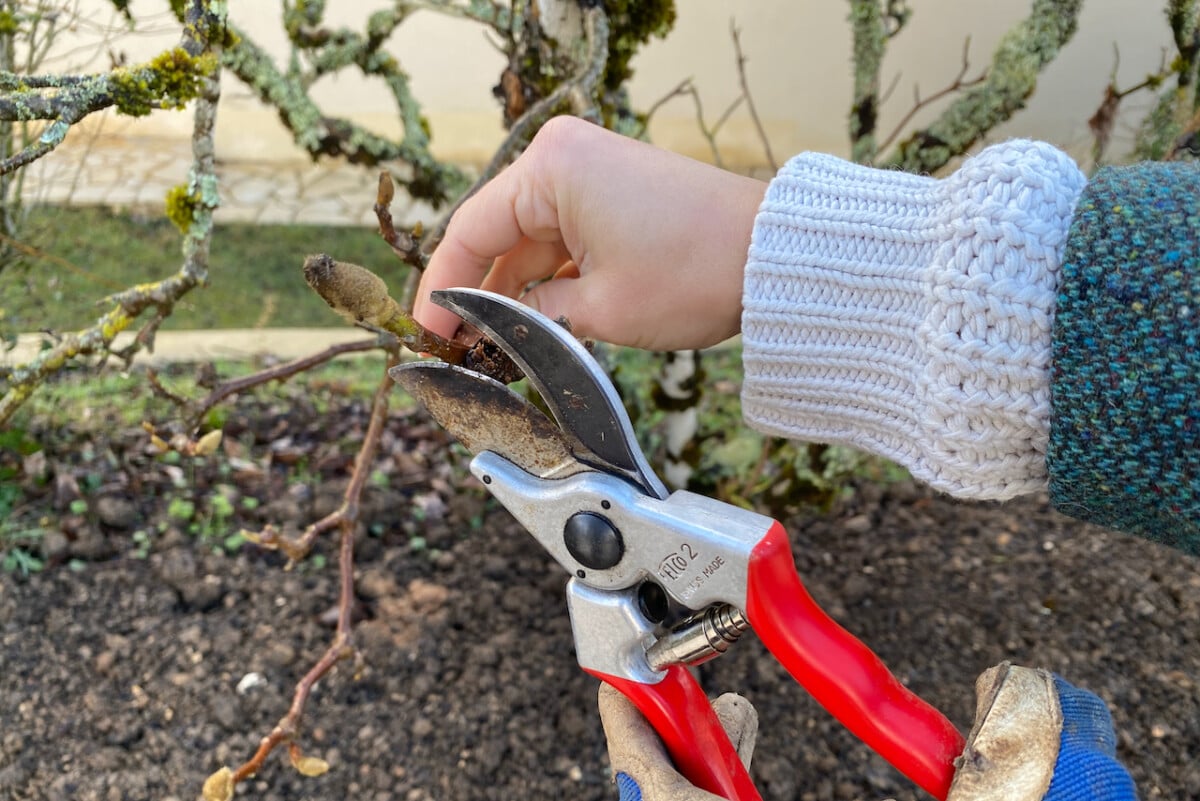 Pruning a magnolia