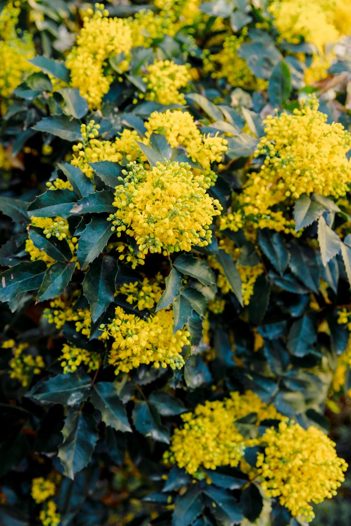Oregon grape in blossom