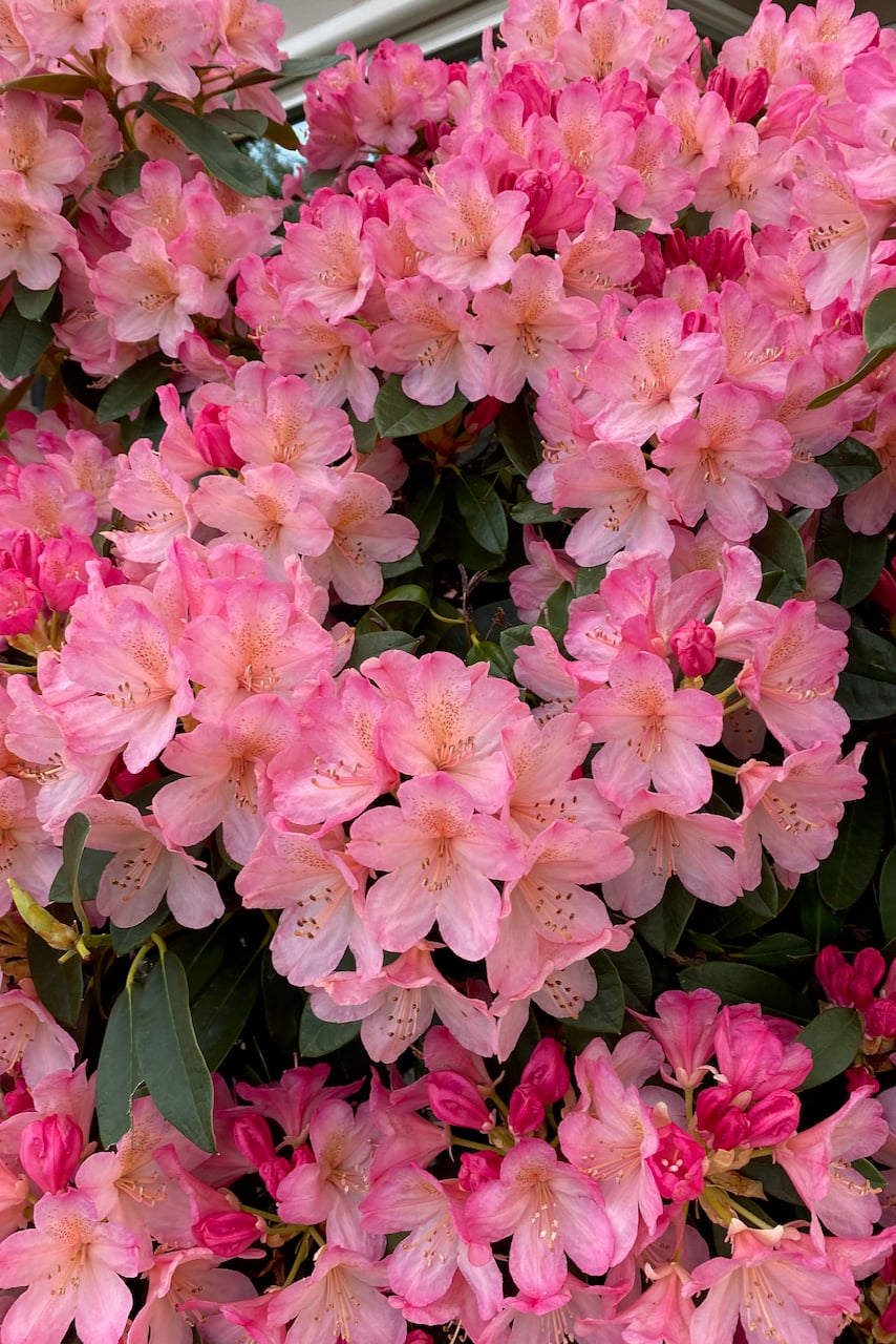 Rhododendron