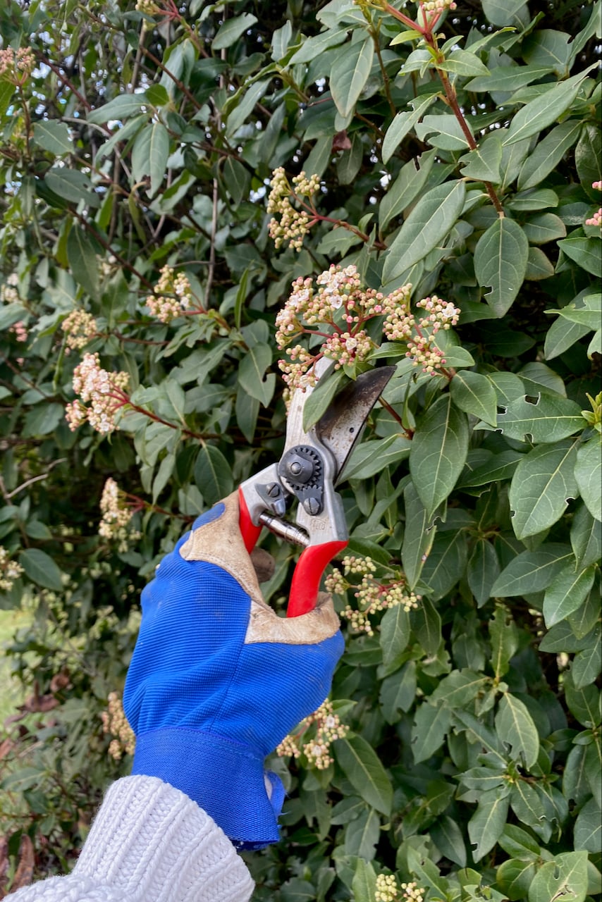 Hand pruning viburnum