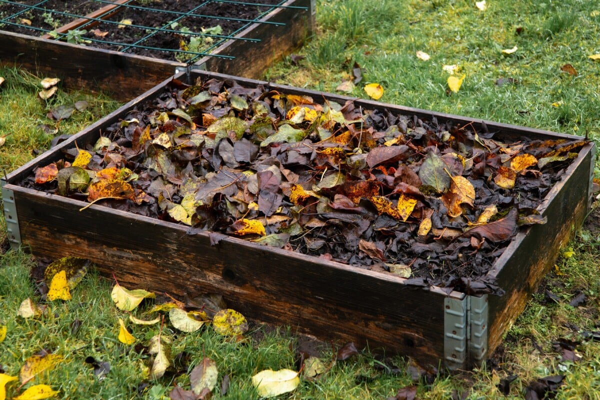 Raised beds covered in dead leaves