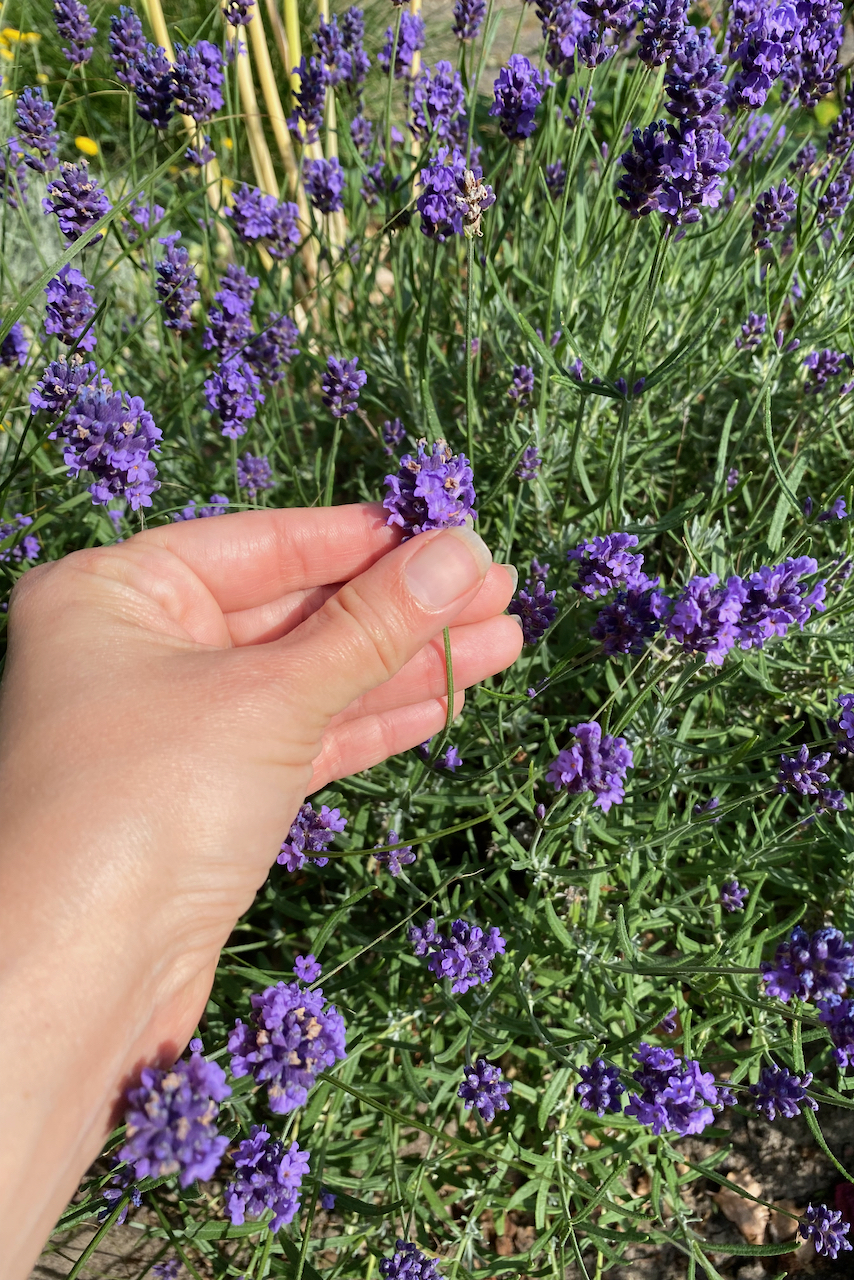 Woman's hand holding English lavender plant.
