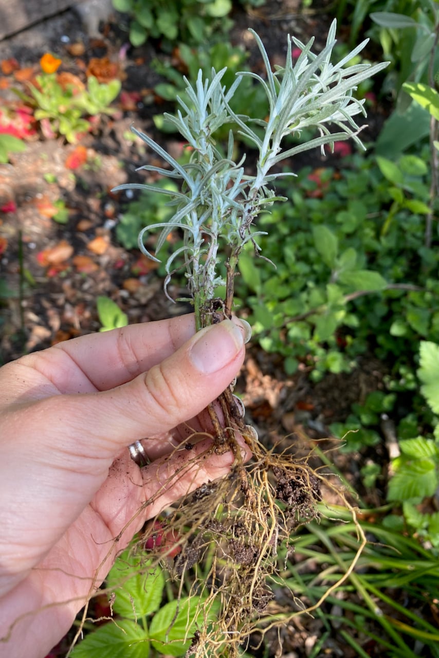 Woman's hand holding sprigs of rooted lavender.