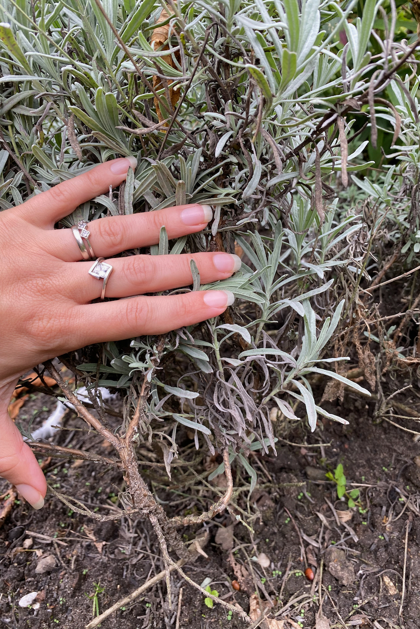 Woman's hand pushing back a lavender plant to reveal its woody base