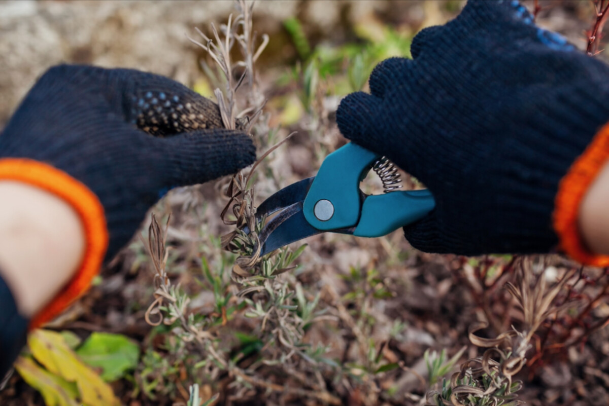 Gloved hands pruning lavender.