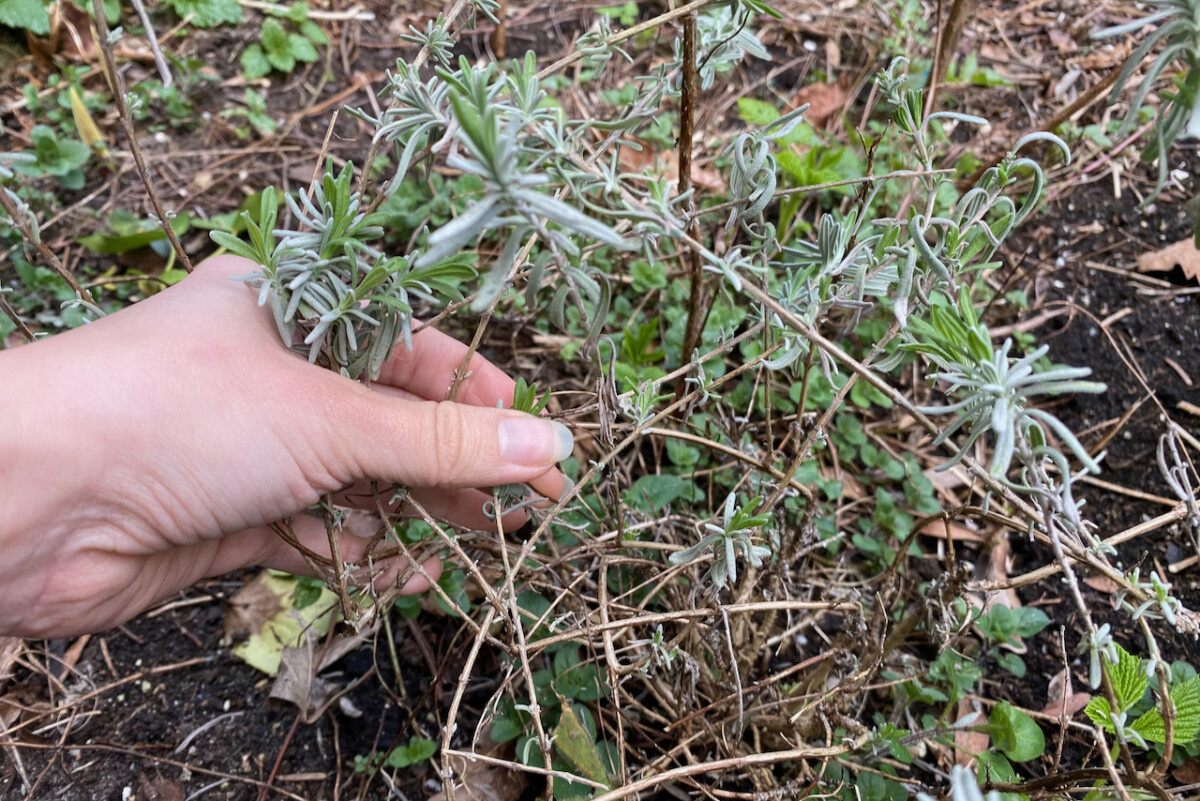 Woman's hand holding lavender stem
