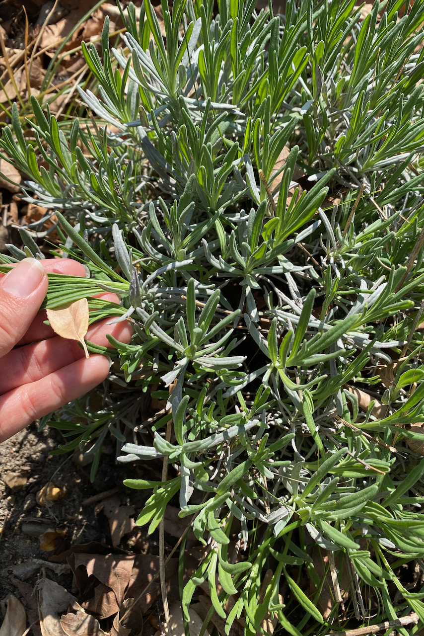 Woman's hand holding lavender