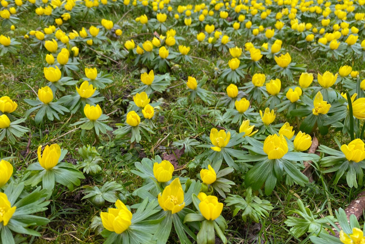 winter aconites in bloom