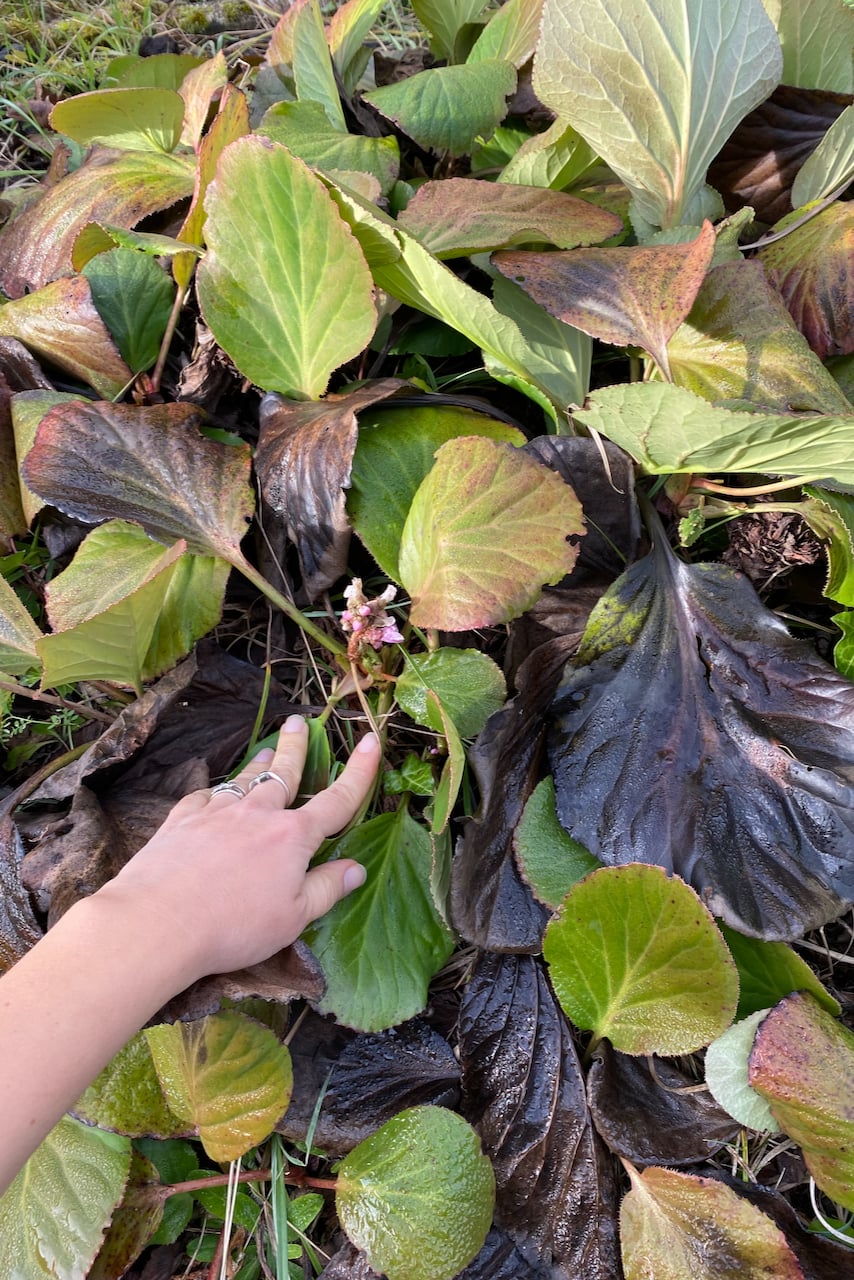 Woman's hand holding elephant ear leaves