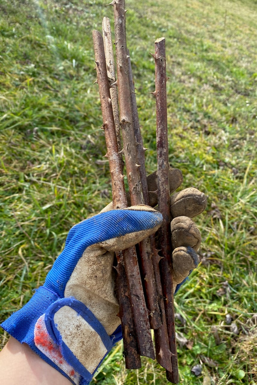 Gloved hand holding raspberry cane cuttings