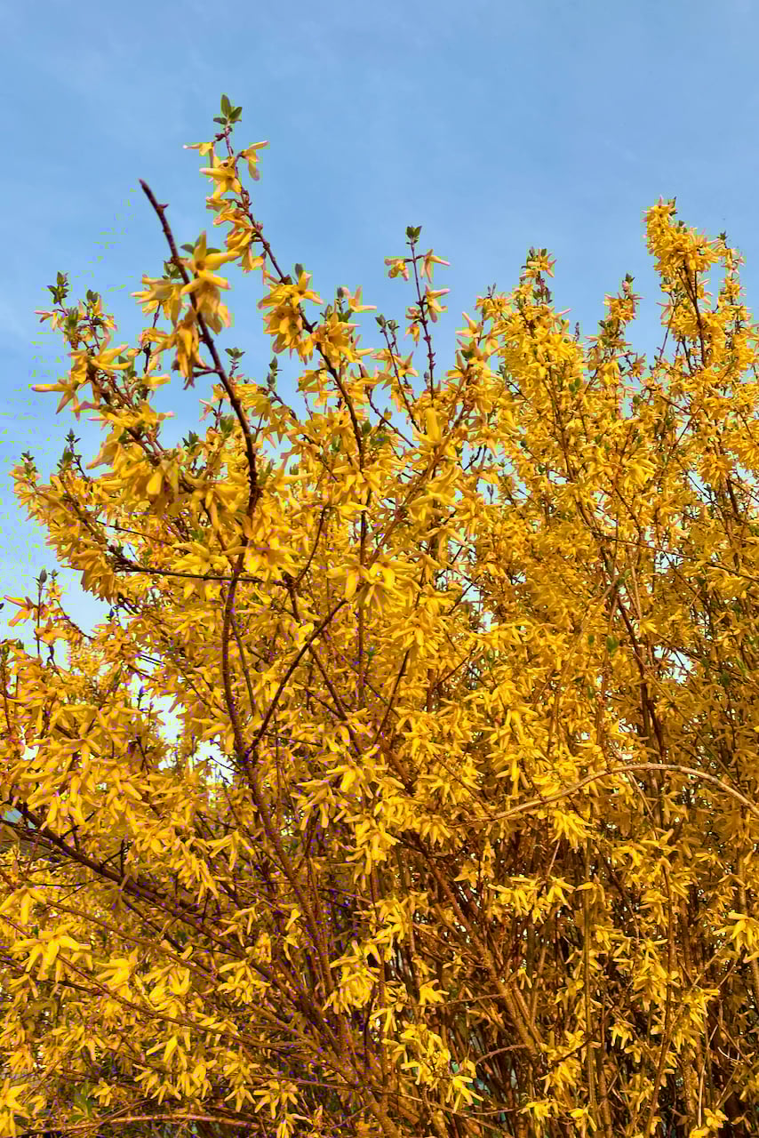 Forsythia in bloom