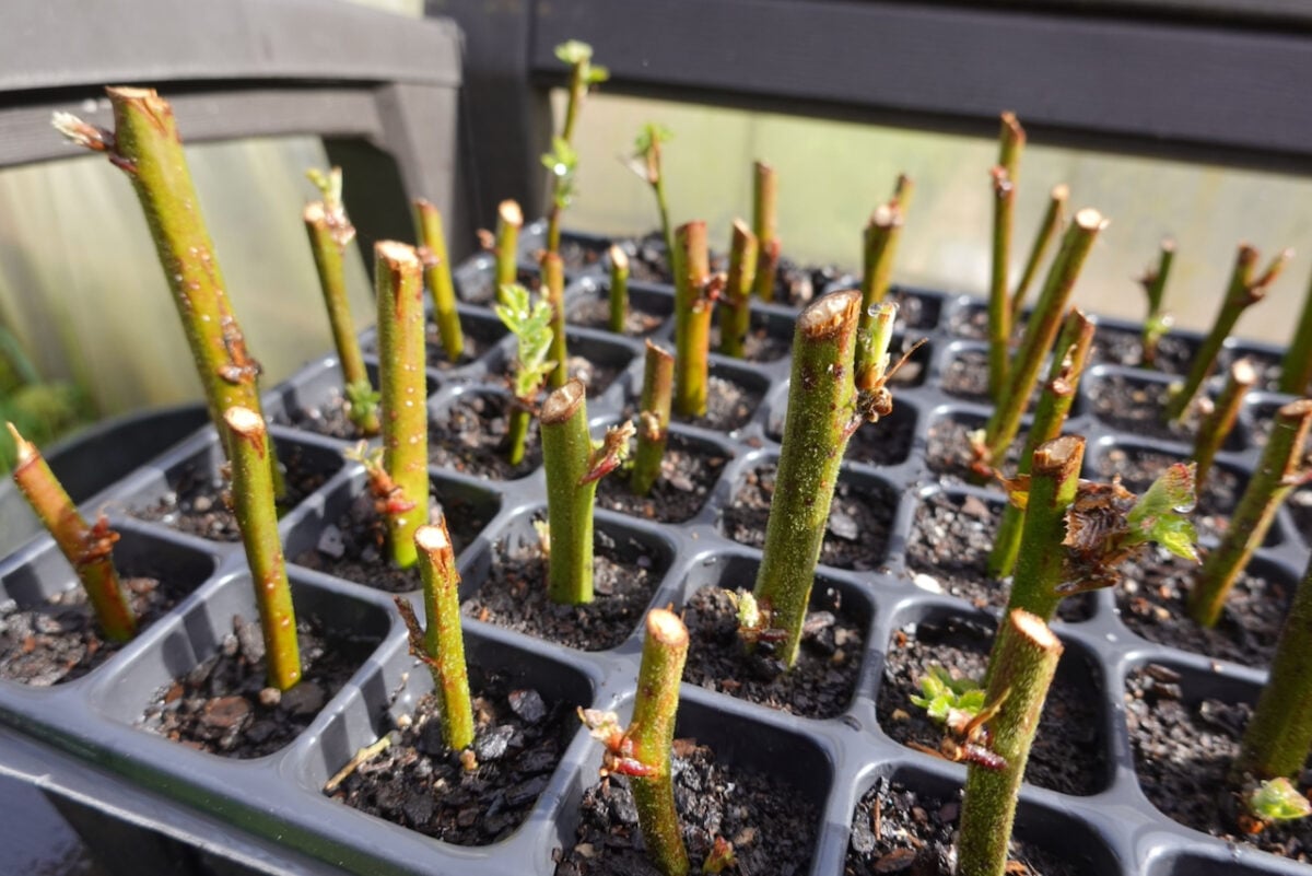 Propagating hardwood cuttings