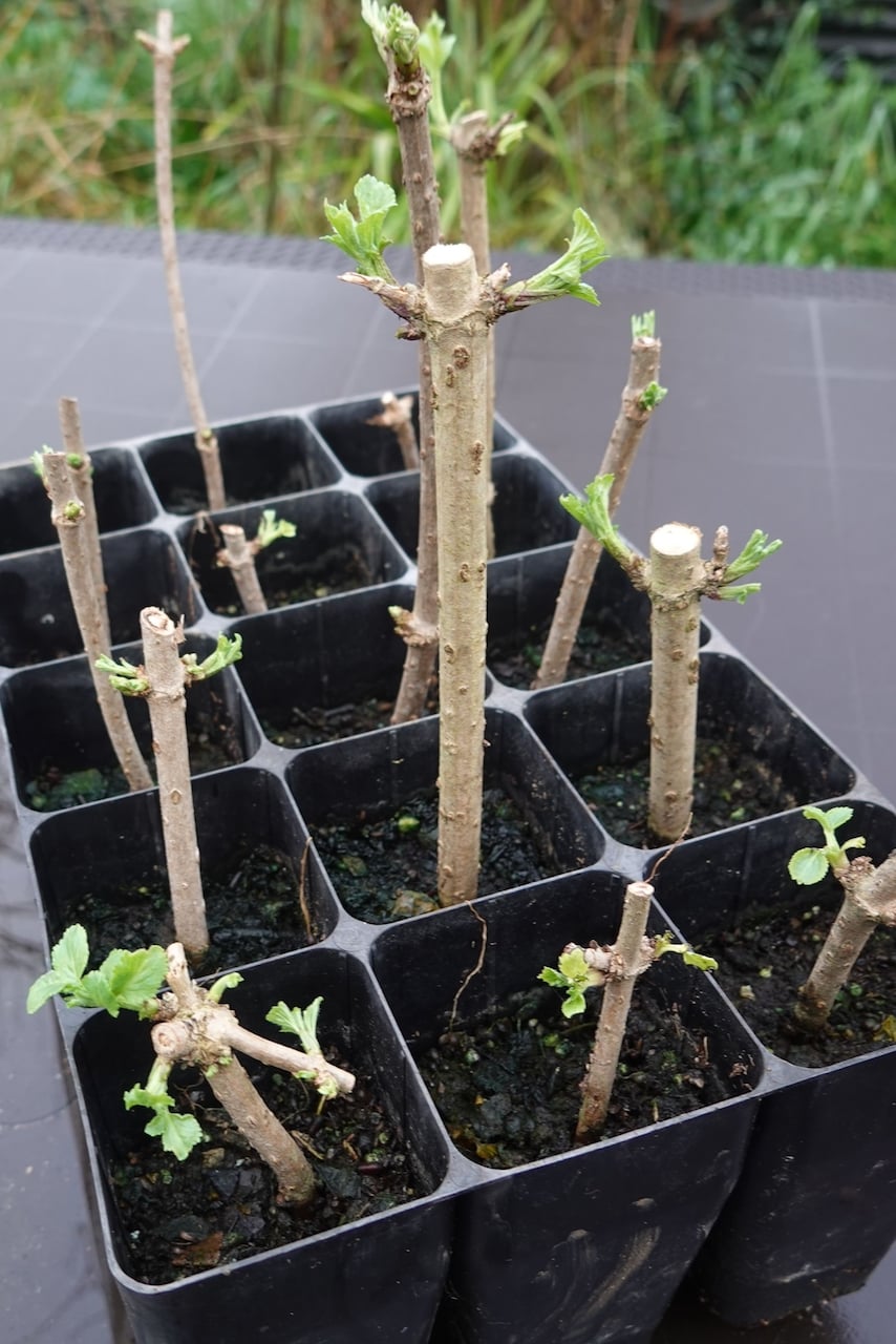Hardwood cuttings with new growth