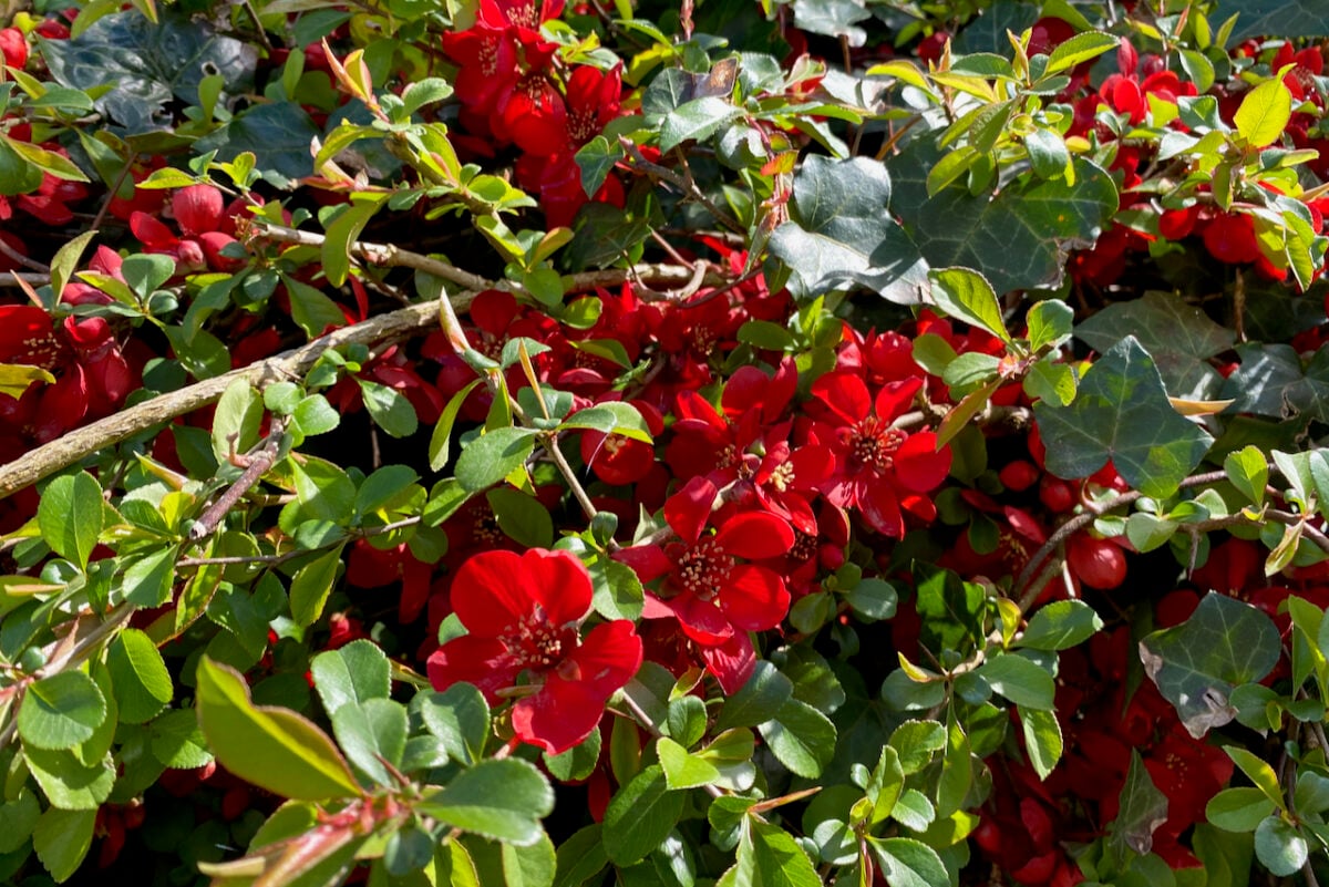Flowering quince in bloom