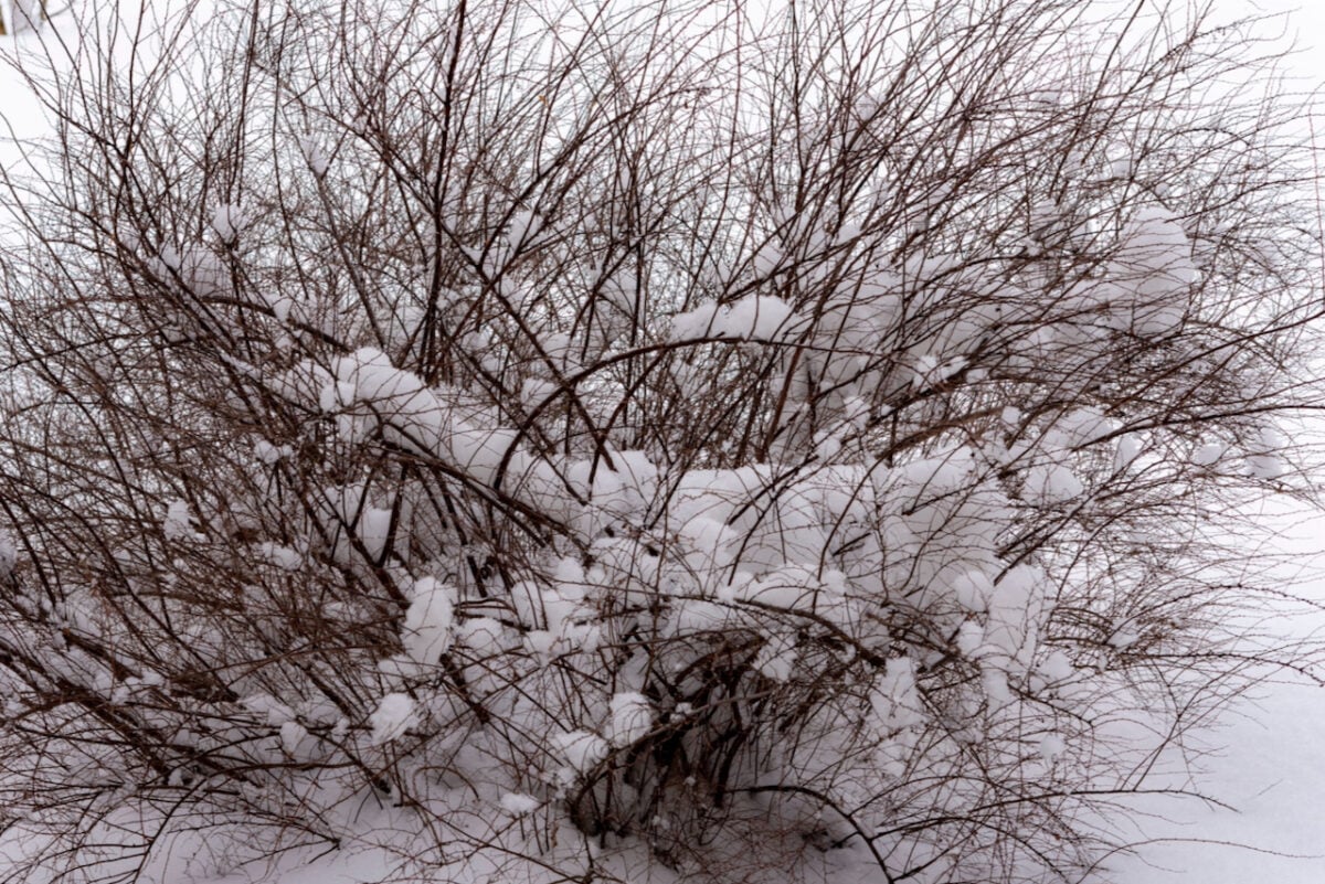 Spirea shrub covered in snow. 